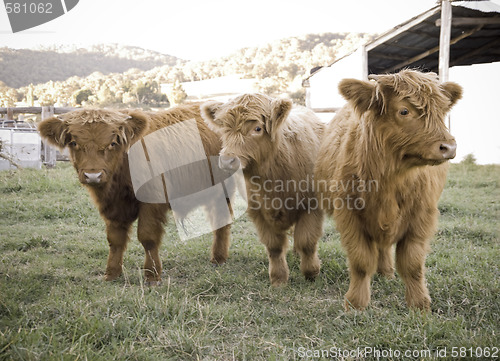 Image of highland cows on the farm