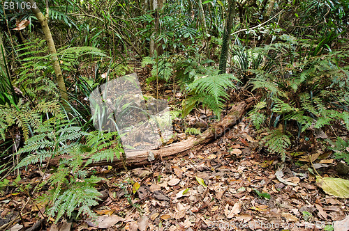 Image of beauty of the rainforest
