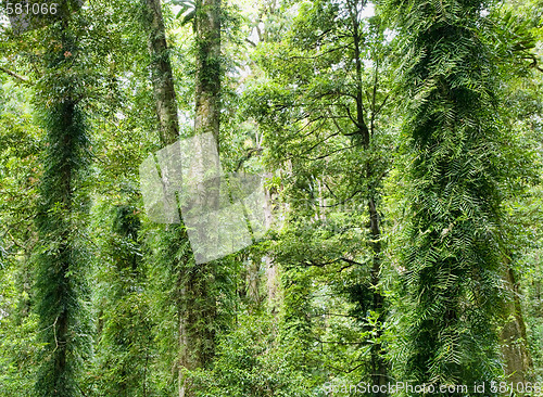 Image of beauty of the rainforest