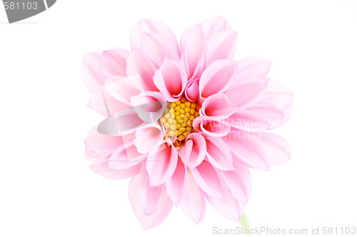 Image of pink dahlia