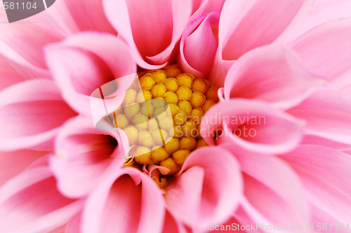 Image of pink dahlia