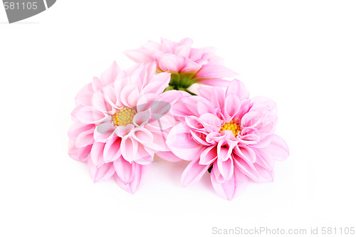 Image of pink dahlia