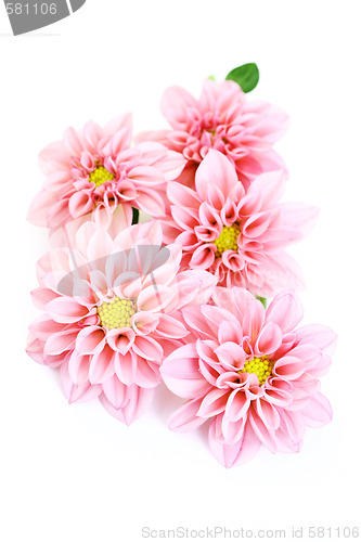 Image of pink dahlia