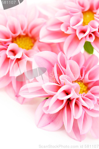 Image of pink dahlia