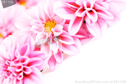 Image of pink dahlia