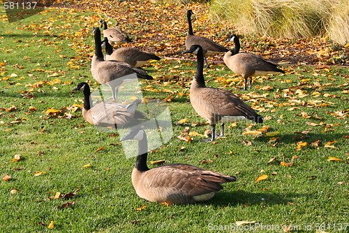 Image of Pack Of Canadian Geese