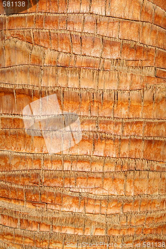 Image of Palm Tree Close Up