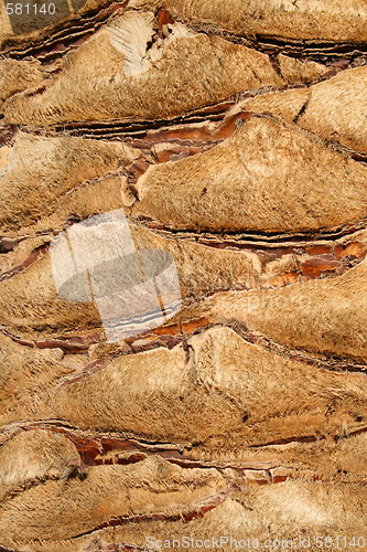 Image of Palm Tree Close Up