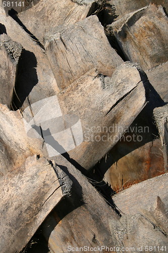 Image of Palm Tree Close Up