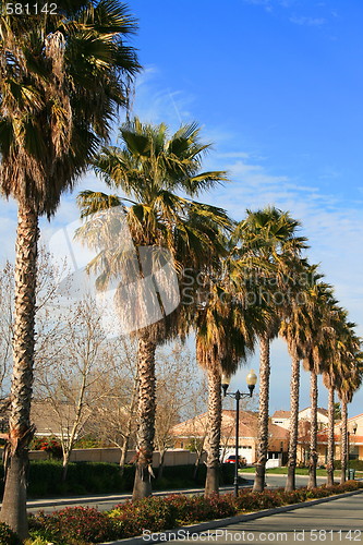 Image of Row Of Palms