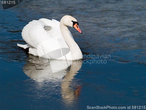 Image of Swan's Icy Swim