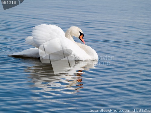 Image of Swan