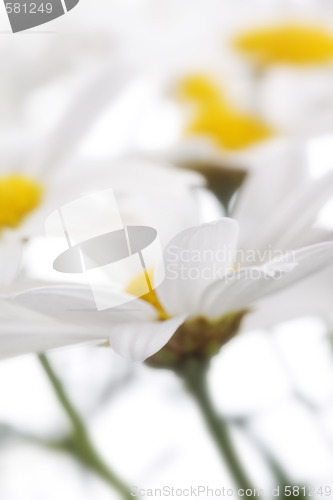 Image of camomile