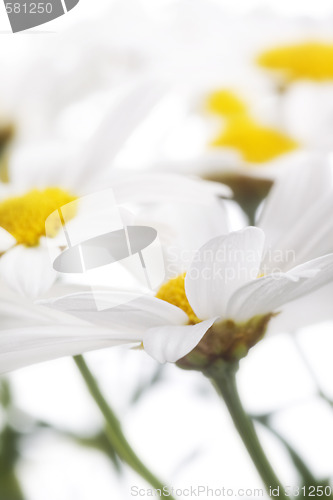 Image of camomile