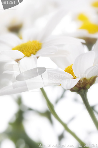 Image of camomile