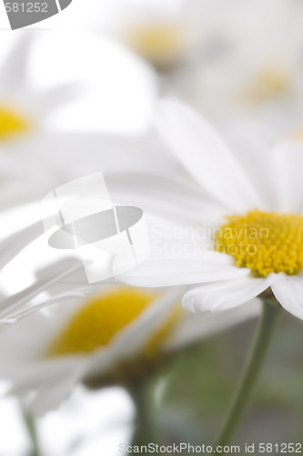 Image of camomile flowers
