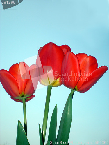 Image of Tulips