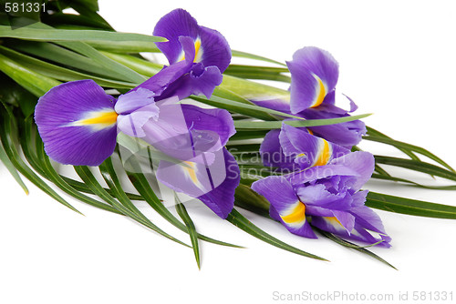 Image of Irises