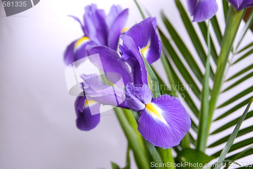 Image of Irises