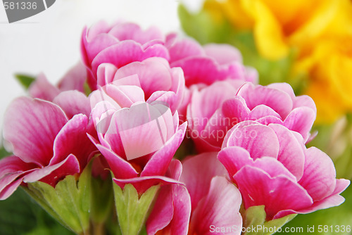 Image of Spring flowers