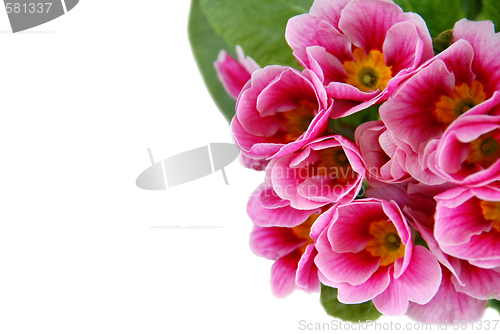 Image of Spring flowers