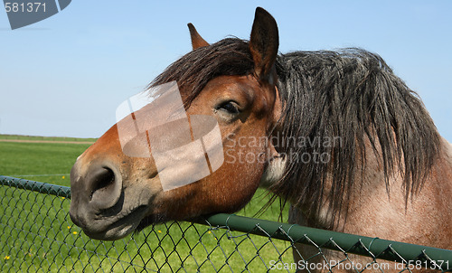 Image of Horse head