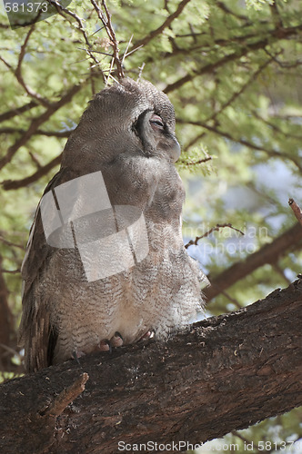 Image of verreaux's  eagle owl