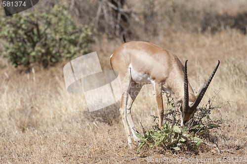Image of Slender-horned Gazelle 
