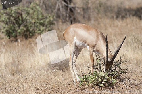 Image of Slender-horned Gazelle 