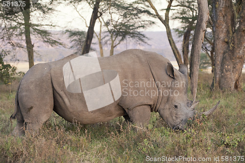 Image of white rhino adult