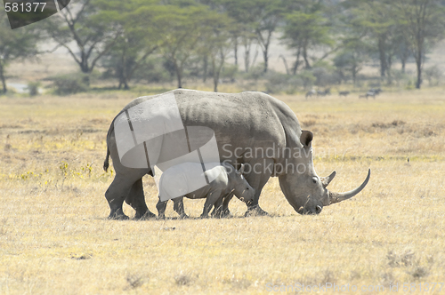 Image of Southern White Rhino with calf