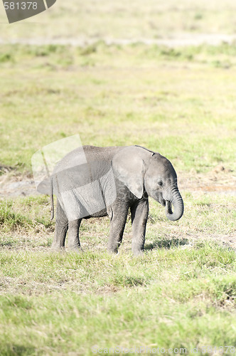 Image of Elephant calf feeding by plucking grass from the ground