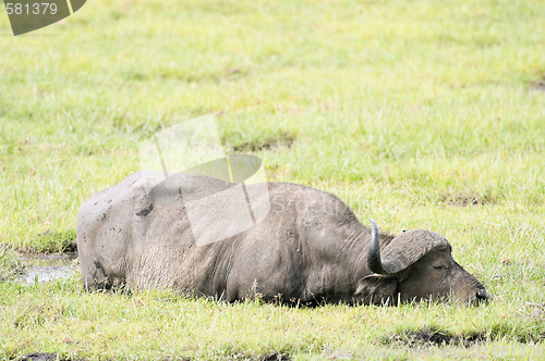 Image of buffalo wading in swamp