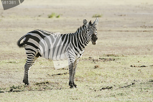 Image of Plains Zebra