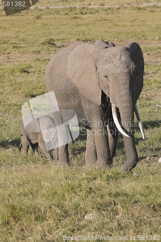 Image of elephant with calf in Amboseli National Reserve