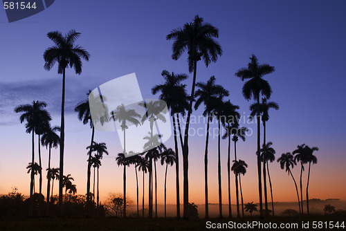 Image of Palm