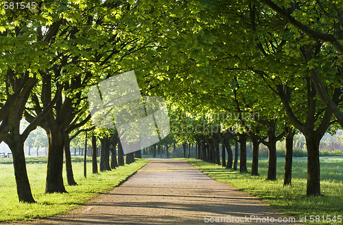 Image of trees