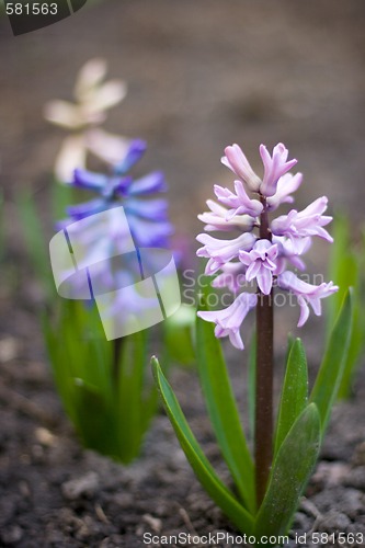 Image of hyacinth flowers