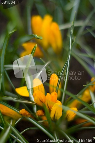 Image of crocus flowers