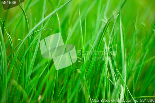 Image of green grass