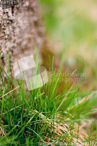 Image of tree bark and grass