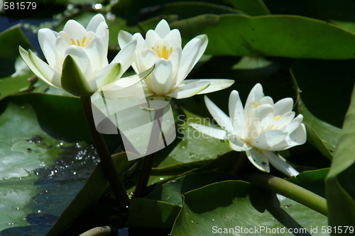 Image of Water lily - Danube Delta, Romania