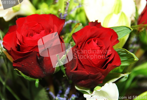Image of Red roses