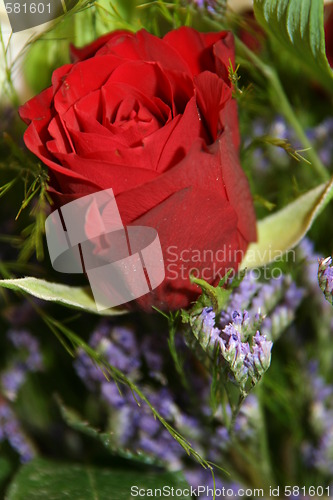 Image of Red roses