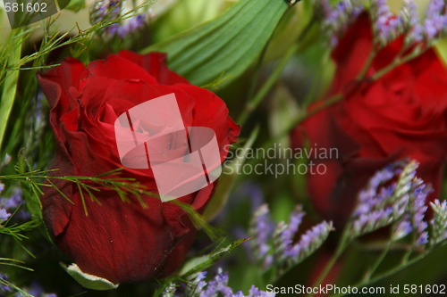 Image of Red roses