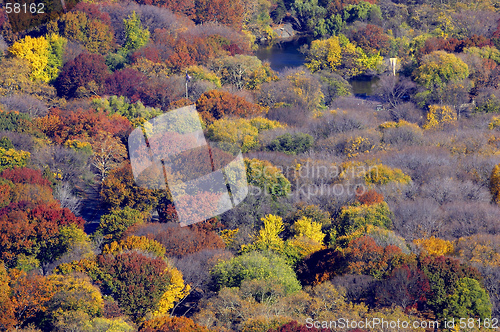 Image of Tops of trees