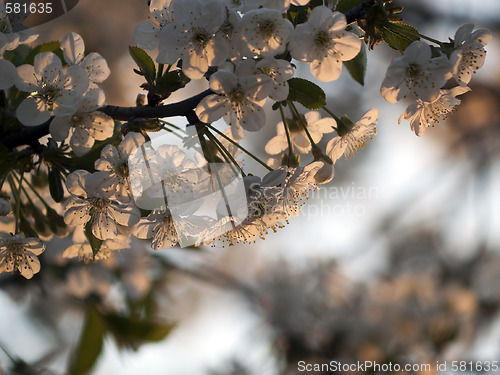 Image of  Cherry blossom in sunset