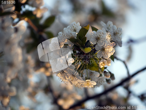 Image of  Cherry blossom in sunset