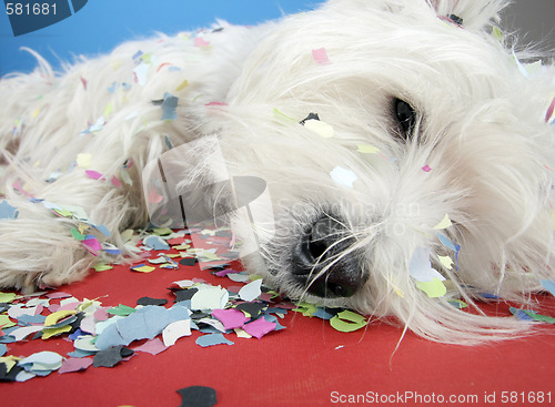 Image of Dog party