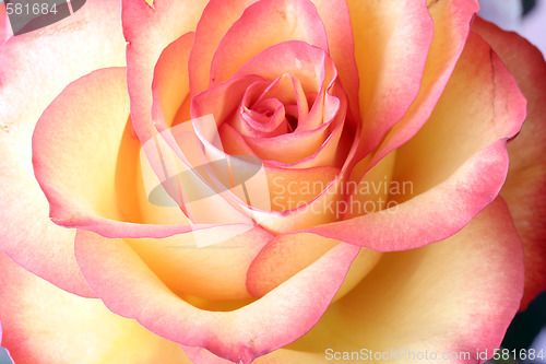 Image of Rose